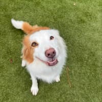 Photo of Luna