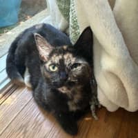 Photo of Peach 