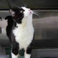 Photo of Domino