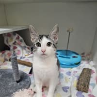 Photo of Marshmallow