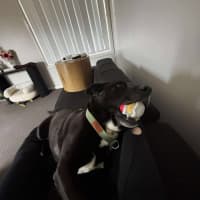 Photo of Bobo