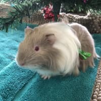 Photo of Romeo