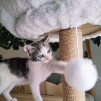 Photo of Amba