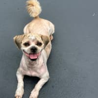 Photo of Chewy And Warf 🐶😎