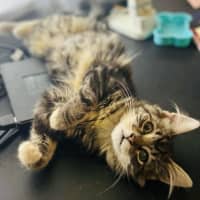 Photo of Jesse   Located In Surrey Hills 