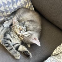 Photo of Mango / Slay