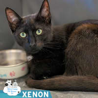 Photo of Xenon