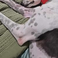 Photo of Harry, The Cat Tolerant Greyhound 