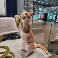 Photo of Little Jack