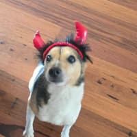 Photo of Milo