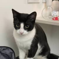 Photo of Achilles
