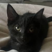 Photo of Luna
