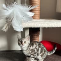 Photo of Sage