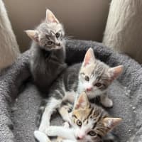 Photo of Herb Meet Me@Petstock Keysborough Store