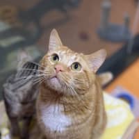 Photo of Butters