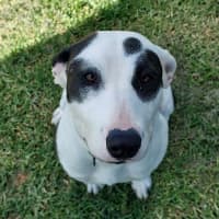 Photo of Pepper