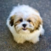 Photo of 🐶 Bailey 🐶