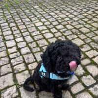 Photo of Tommy   16 Month Old Lagotto Romagnolo