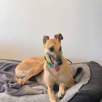 Photo of Sandy, The Greyhound