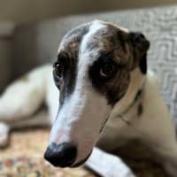 Photo of Lelani, The Greyhound