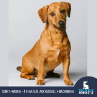 Photo of Frankie   4 Year O Id Jack Russell X  (Trial)