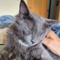 Photo of Hairy Styles