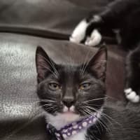 Photo of Oreo & Ivy  3 Month Old Domestic Short Hair 
