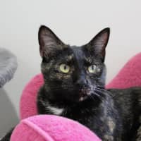 Photo of Wattle