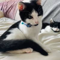 Photo of 🍪 Cookie 🍪 