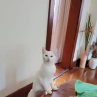 Photo of Skye