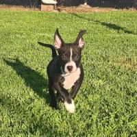 Photo of Herb   6 Month Old Staffy X