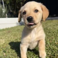 Photo of Maple Woods