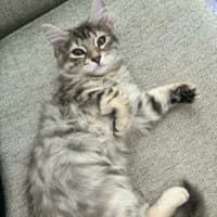 Photo of Petal   In Foster Care In Richmond