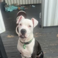 Photo of Romeo
