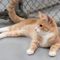 Photo of Luca Quinnell