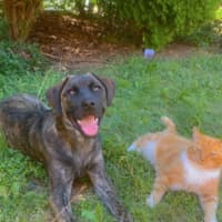 Photo of Whisky 🥃