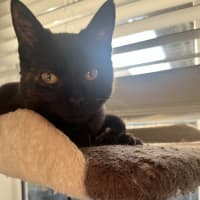 Photo of Piper   Located In Frankston