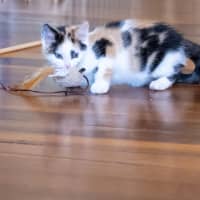 Photo of Maple