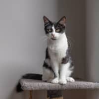 Photo of Harper