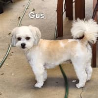 Photo of Gus