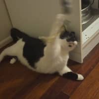 Photo of Angel