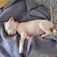 Photo of Bagel