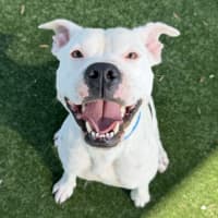 Photo of Ponyo Imp 3163