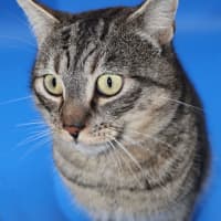 Photo of Zorro   Available At Pet Quarters Tuggerah