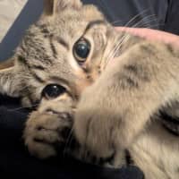 Photo of Tommy (Green Goblin)