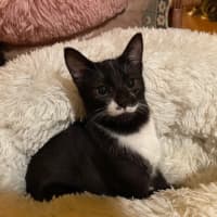 Photo of Geraldine   4 Month Old Domestic Short Hair