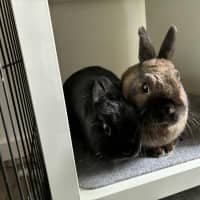 Photo of Ollie / Alice