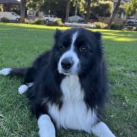 Photo of Oreo