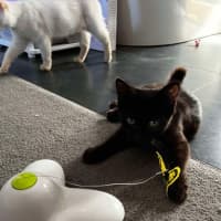 Photo of Tater