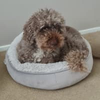 Photo of Harry Valenti